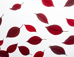 Skyline Illustration